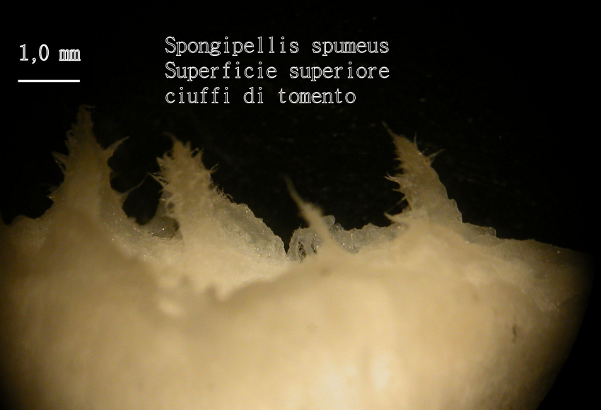 Spongipellis spumeus (Sowerby) Pat.